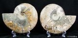 Inch Split Ammonite Pair #2611-3